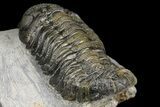 Bargain, Boeckops Trilobite - Nice Eye Facets #154806-5